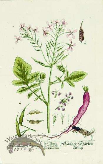 Blackwell German 017